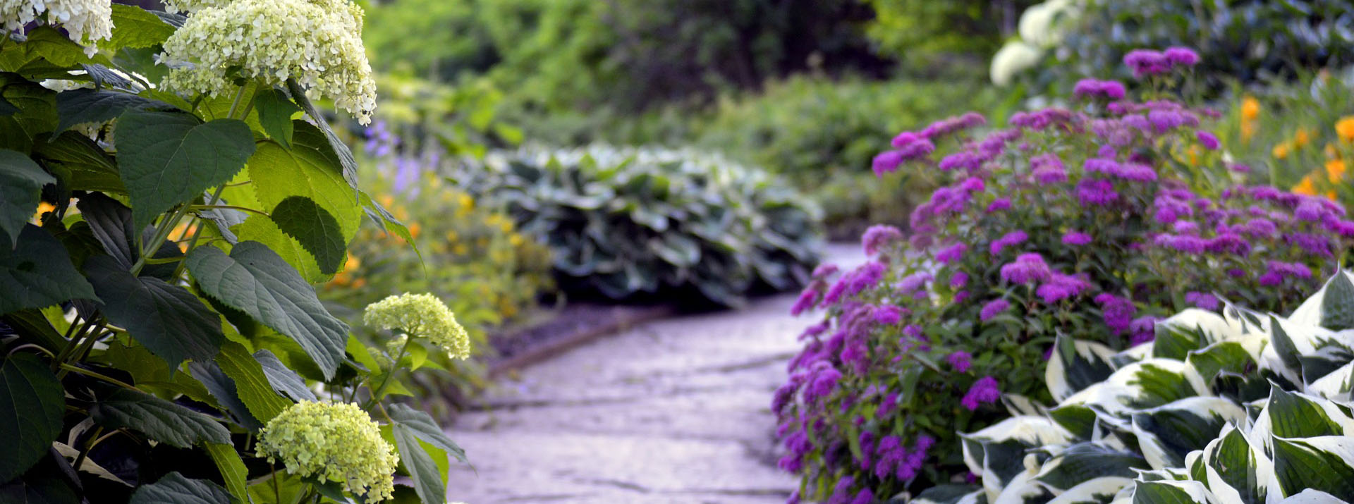 Pathway lined with flowers
