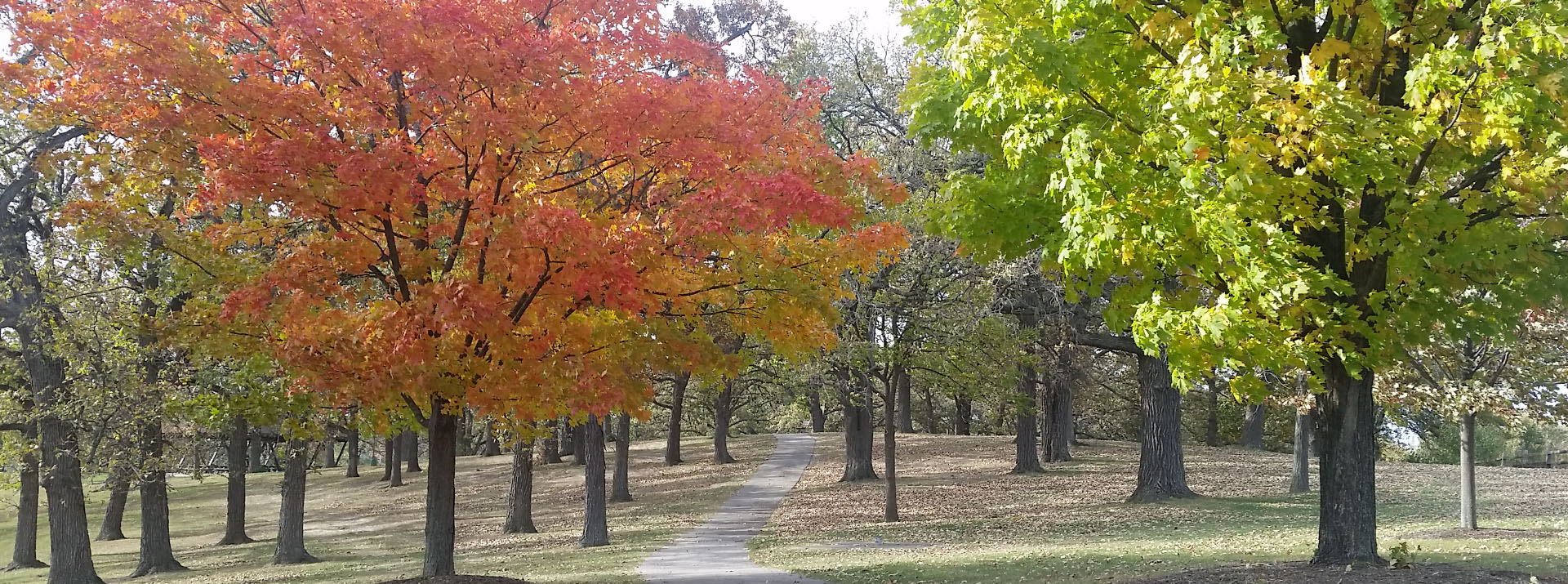 Tree-lined walkway