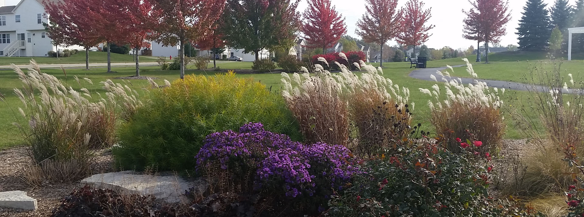 Flowers along a walking path